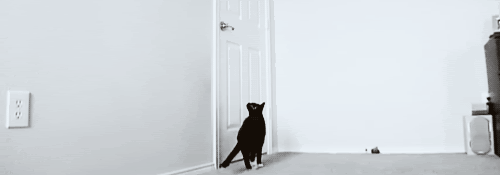 catopensdoorforcat