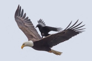 ワシの背中に乗って、ラクして自分で飛ばないカラスが話題に！