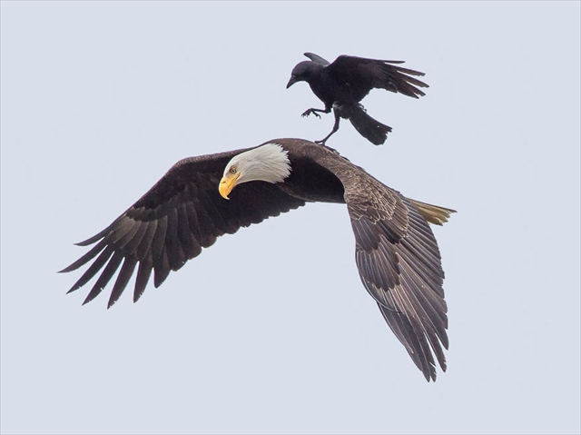 crow-rides-eagle-bird-photography-phoo-chan-1_R