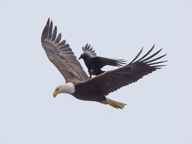 crow-rides-eagle-bird-photography-phoo-chan-2_R