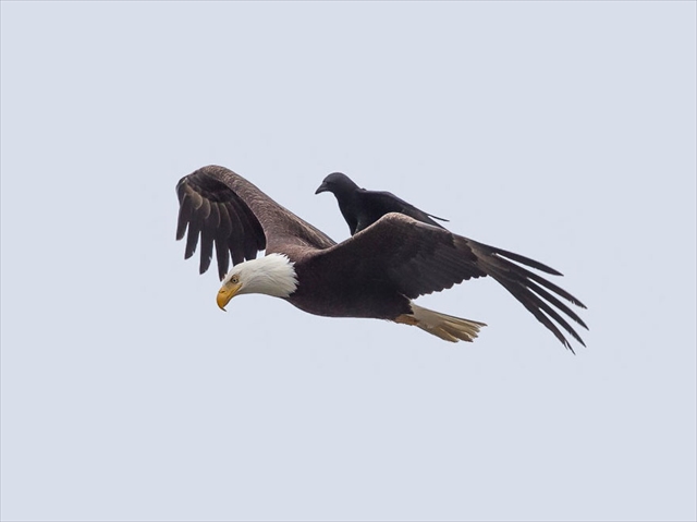 crow-rides-eagle-bird-photography-phoo-chan-3_R