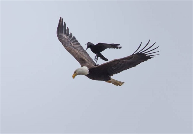 crow-rides-eagle-bird-photography-phoo-chan-5_R
