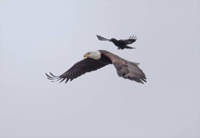 crow-rides-eagle-bird-photography-phoo-chan-6_R