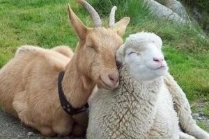 見ている方もニヤニヤしてしまう、動物たちのニヤニヤ画像