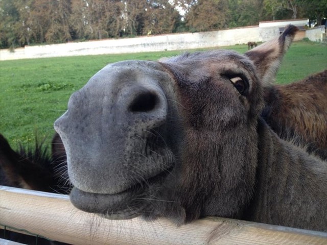 desktop-1434735254_R