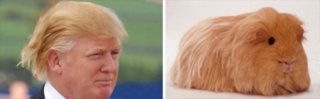 donald-trump-funny-look-alike-12__700_R
