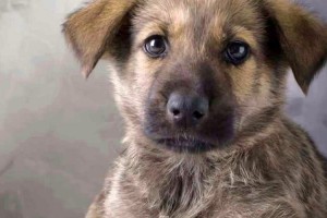 愛犬の遺言「もし、ボクが死んだら」に絶対に涙してしまう