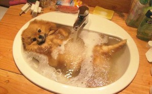 気持ち良さそうにお風呂に入るカワイイ動物たち10選♪