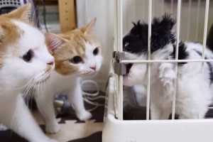 マンチカンの一家が初めて犬を見たときの反応がかわいい