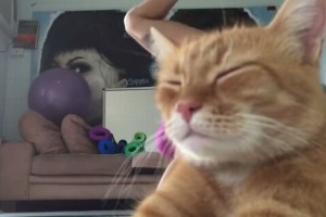 わざと!?ヨガのナイスポーズを邪魔する猫さん