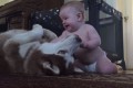 【赤ちゃんと犬】よちよちやってくる赤ちゃんにお腹をごろんとみせるハスキー犬がかわいい