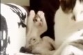 「顔を洗うのこう?」お母さんのマネをする仔猫がかわいい