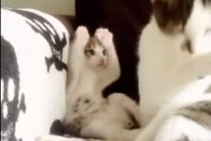 「顔を洗うのこう？」お母さんのマネをする仔猫がかわいい