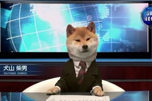 【爆笑】柴犬がキャスターを務めるニュース番組が、自由過ぎて笑える！