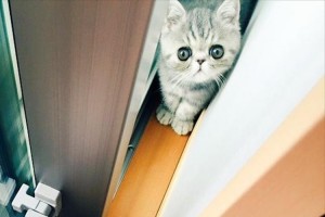 お兄さん猫に出口をふさがれて困惑する妹猫…無事に出られたの！？