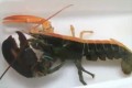 5,000万匹に1匹の珍しいカラーのロブスターが話題に!