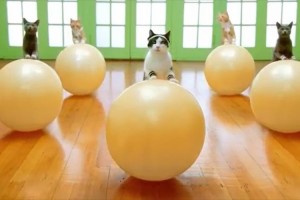 【動画】猫のエクササイズで夏のダイエットモチベーションアップ！？