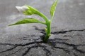 【生きる強さ】植物のたくましい生命力を思い知らされる画像集