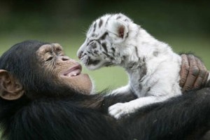 異なる動物同士の"とっても仲睦まじいシーン"が微笑ましい♪【画像】