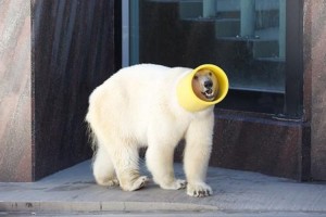 ホッキョクグマの行動がお茶目すぎて、思わず釘づけになる♪