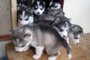 外に出れず…ドアの出入口で起こった子犬の渋滞が可愛すぎる！