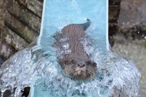 市川動植物園の"流しカワウソ"が可愛い♪（流れなかったり…）