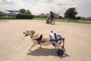 【共に生きていく】"足の不自由な犬"を殺処分寸前で引き取った車椅子の男性