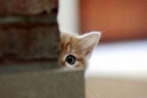 あんな所やこんな所からも…"のぞき見ニャンコ"画像集