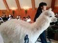 世界一もふもふなリングボーイが結婚式に登場!辺りは和やかな雰囲気に