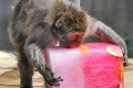 夏はコレだぜ!動物たちも暑さ対策にはアイスだ!