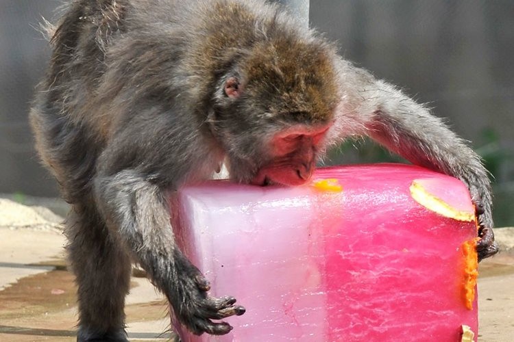 夏はコレだぜ！動物たちも暑さ対策にはアイスだ！