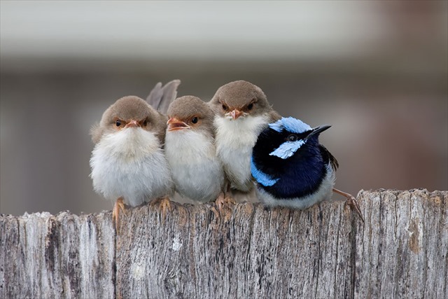 birds-keep-warm-bird-huddles-13__880_R