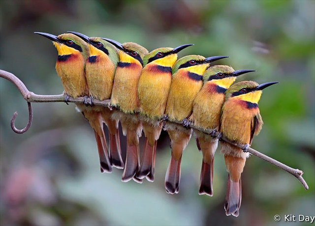birds-keep-warm-bird-huddles-15__880_R