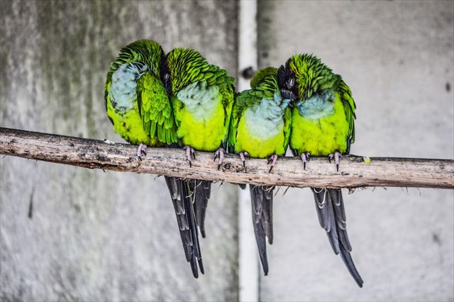 birds-keep-warm-bird-huddles-30__880_R