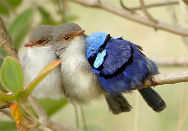birds-keep-warm-bird-huddles-8__880_R