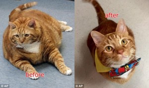 18.6キロの超肥満ネコがダイエットを頑張ったらなんと半分以下になっちゃった