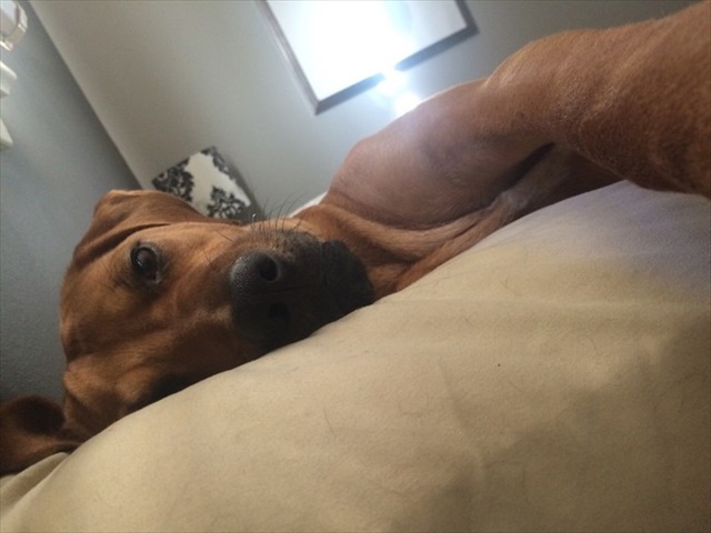 desktop-1438617873_R