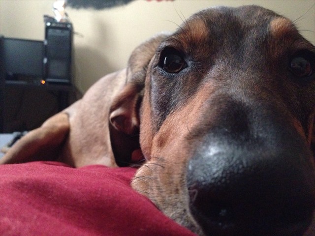 desktop-1438617894_R