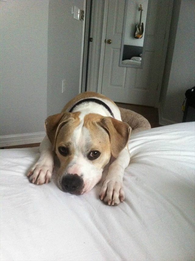 desktop-1438617908_R