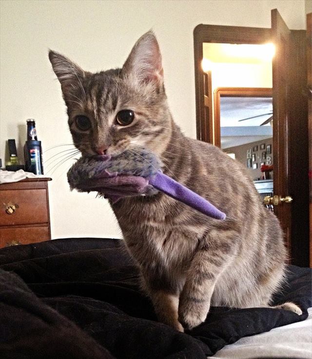 desktop-1438617911_R