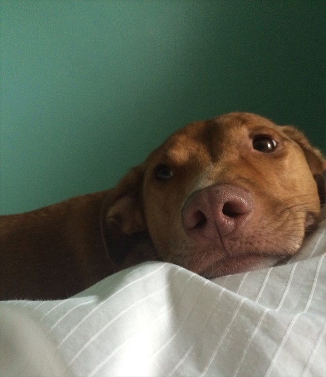 desktop-1438617914_R