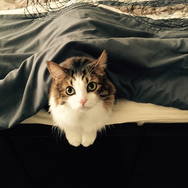 desktop-1438617955_R