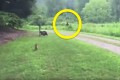 【目撃!!】未知の生物“ビッグフット”が犬に吠えられて逃げていく瞬間が激写される!