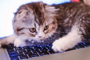 心理テストです。猫カフェにやってきたアナタに1番なついたネコは？