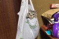 「意外と落ち着くニャ~」ビニール袋でリラックスするネコがカワイイと話題に