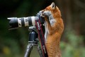 「今度はボクが撮る番だよ!」カメラマンになりきる動物たち15選