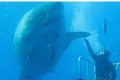 撮影された中で史上最も巨大なホオジロザメ「ディープブルー」がマジでデカイ!