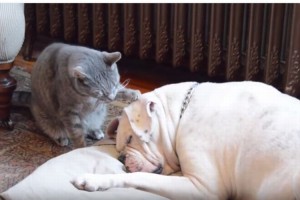 スリスリして起こそうとする猫。起きない犬に猫パンチをすると思いきや意外な行動に！