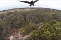 全長２メートルのオナガイヌワシに飛行中のドローンがやられる瞬間の映像