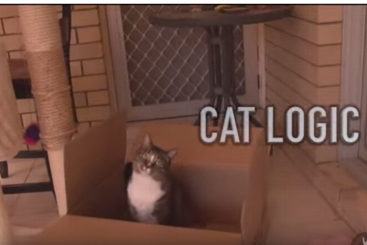 猫って飼い主の想いを平気で踏みにじるけど、そこが好きなんだよな